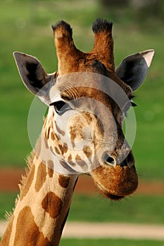 Giraffe cute face close-up image