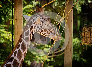 Giraffe cute tonge eating photo