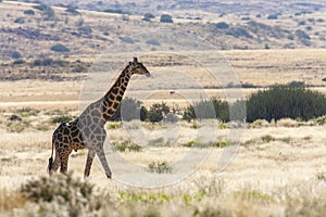 Giraffe - Damaraland - Namibia