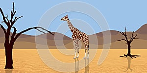Giraffe in desert