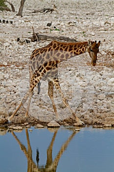 giraffe  deserts and nature in national parks