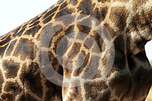 Giraffe design