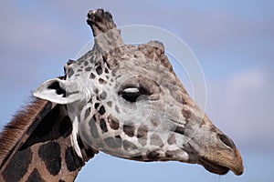 Giraffe detail