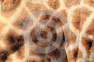 Giraffe detail