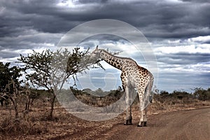 A giraffe in a dirt road against a dramatic sky