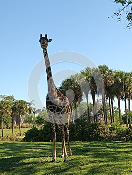Giraffe at Disney world photo