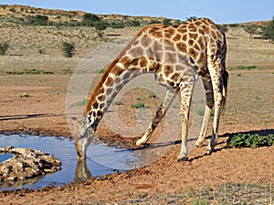 Giraffe drinking