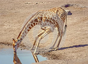 Giraffe Drinking in Etosha