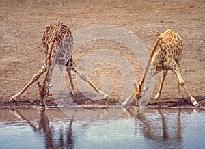Giraffe Drinking at an Etosha Waterhole