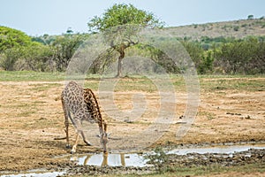 Giraffe drinking on hot day South Africa