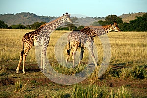 Giraffe Drinking (Kenya)