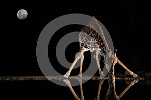 Giraffe drinking from a pool at night in the moonshine