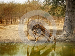 Giraffe drinking from a puddle in Senegal desert