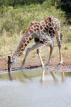 Giraffe Drinking Water