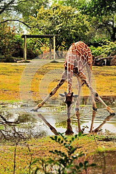 Giraffe Drinking Water