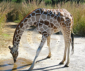 Giraffe Drinking Water