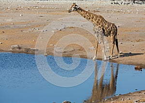 Giraffe drinking water