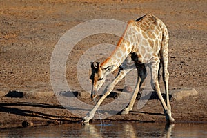 Giraffe drinking water, Etosha