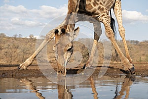 Giraffe drinking at a water hole