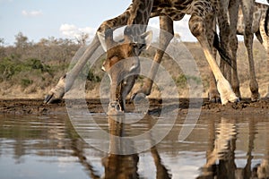 Giraffe drinking at a water hole