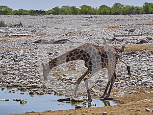 Giraffe drinking at water hole, Etosha National Park Namibia