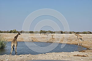 Giraffe drinking at water hole, Etosha National Park Namibia