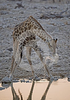 Giraffe drinking at a water hole