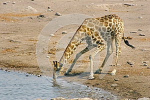 Giraffe drinking at a water hole in Namibia