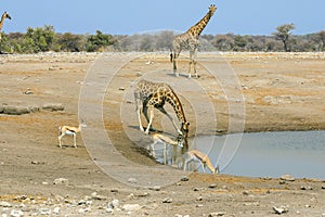 Giraffe drinking at a water hole in Namibia