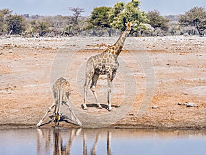 Giraffe drinking from a water hole in Namibia.