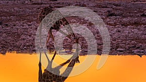 Giraffe drinking water at sunset in the Etosha National Park in Namibia.