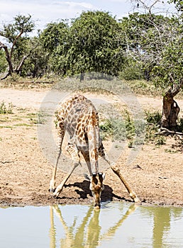 Giraffe drinking water photo