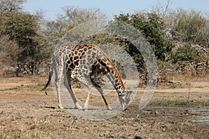 A Giraffe drinking water at a waterhole