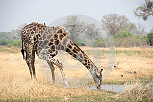 Giraffe drinking at a waterhole.