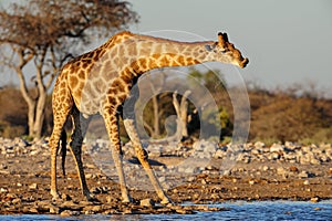 Giraffe is drinking on a waterhole, etosha nationalpark,