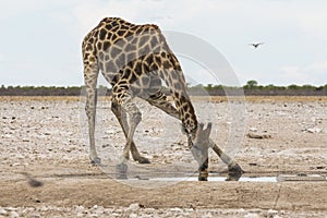 Giraffe drinking from waterhole, Etosha Park