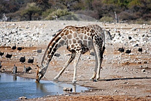 Giraffe drinking at waterhole