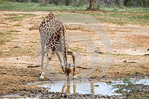 Giraffe drinking waterhole South Africa