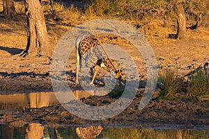 Giraffe drinking from waterhole at sunset