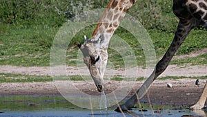 Giraffe drinking from a waterpool