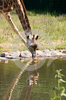 Giraffe drinks water.