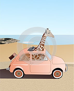 Giraffe driving in small pink car