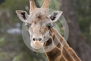 Giraffe drooling photo