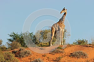 Giraffe on dune