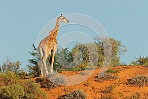 Giraffe on dune