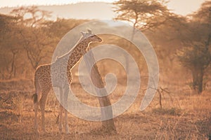 Giraffe at dusk