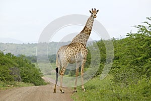 Giraffe on dusty road looking into camera in Umfolozi Game Reserve, South Africa, established in 1897