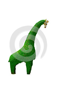 Giraffe dwarfed design hedges cut green tree isolated on white background.