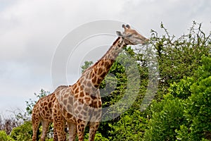 Giraffe eatiing 2433