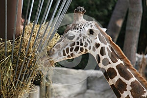 Giraffe Eating